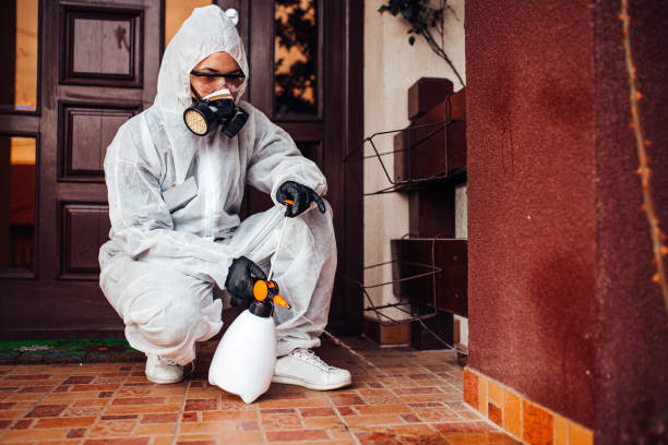 Attic and Crawl Space Rodent Treatment in Ballard