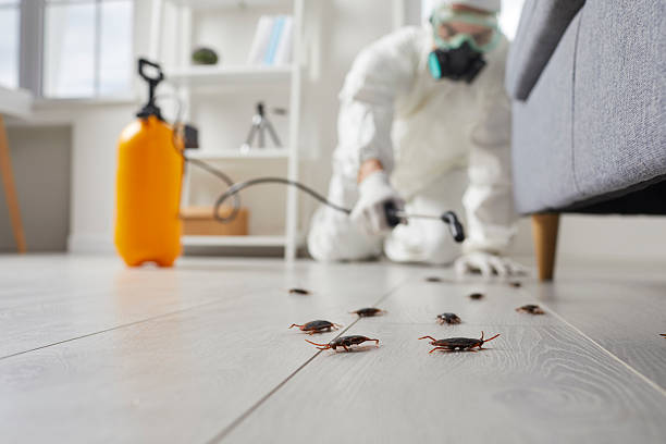 Commercial Rodent Management in Ballard